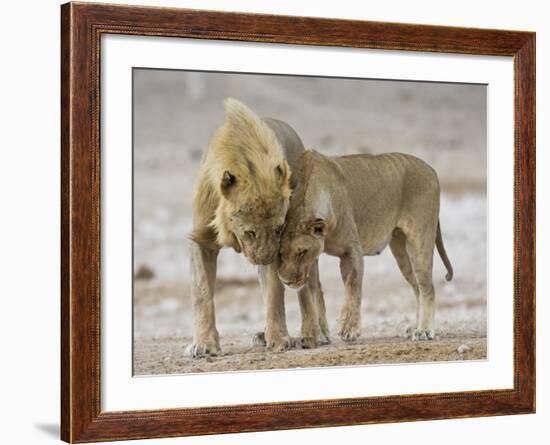 African Lion Courtship Behaviour Prior to Mating, Etosha Np, Namibia-Tony Heald-Framed Photographic Print