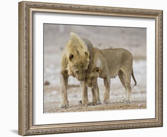 African Lion Courtship Behaviour Prior to Mating, Etosha Np, Namibia-Tony Heald-Framed Photographic Print