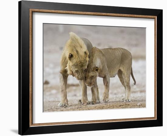 African Lion Courtship Behaviour Prior to Mating, Etosha Np, Namibia-Tony Heald-Framed Photographic Print