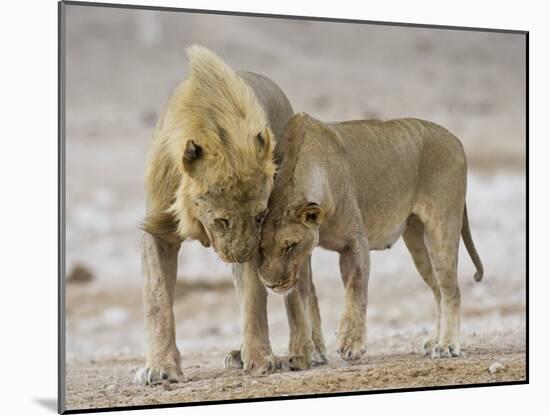 African Lion Courtship Behaviour Prior to Mating, Etosha Np, Namibia-Tony Heald-Mounted Photographic Print