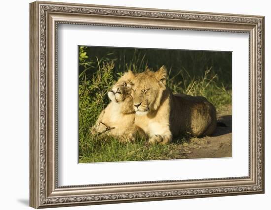 African Lion Cubs-Mary Ann McDonald-Framed Photographic Print