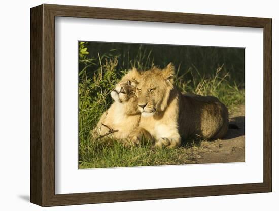 African Lion Cubs-Mary Ann McDonald-Framed Photographic Print