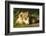 African Lion Cubs-Mary Ann McDonald-Framed Photographic Print