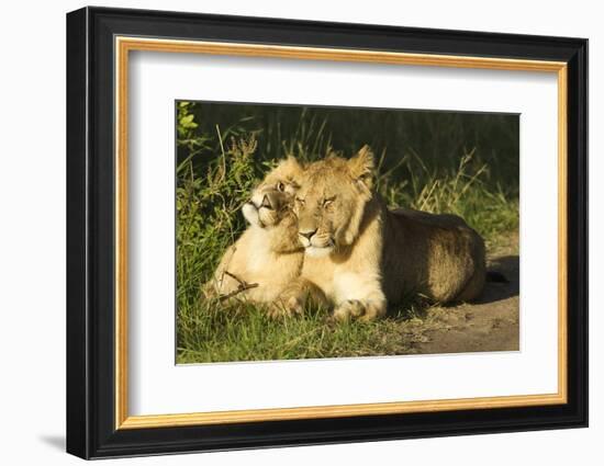 African Lion Cubs-Mary Ann McDonald-Framed Photographic Print