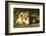 African Lion Cubs-Mary Ann McDonald-Framed Photographic Print