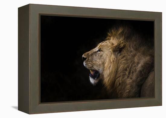 African lion in shadow (Leo panthera), Ngorongoro Crater, Tanzania, East Africa, Africa-Ashley Morgan-Framed Premier Image Canvas