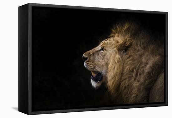 African lion in shadow (Leo panthera), Ngorongoro Crater, Tanzania, East Africa, Africa-Ashley Morgan-Framed Premier Image Canvas