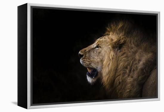 African lion in shadow (Leo panthera), Ngorongoro Crater, Tanzania, East Africa, Africa-Ashley Morgan-Framed Premier Image Canvas