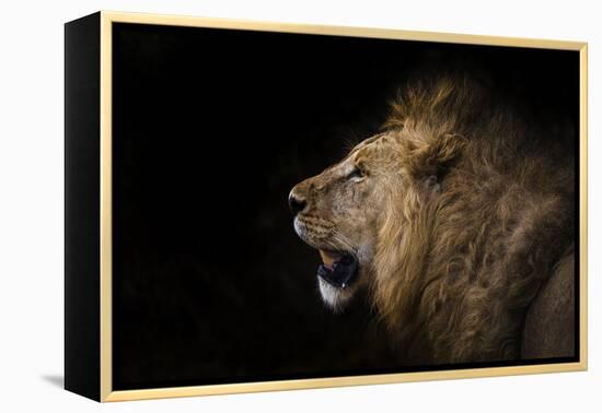 African lion in shadow (Leo panthera), Ngorongoro Crater, Tanzania, East Africa, Africa-Ashley Morgan-Framed Premier Image Canvas