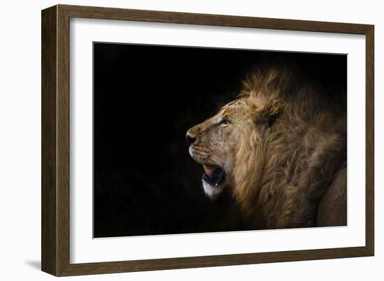 African lion in shadow (Leo panthera), Ngorongoro Crater, Tanzania, East Africa, Africa-Ashley Morgan-Framed Photographic Print