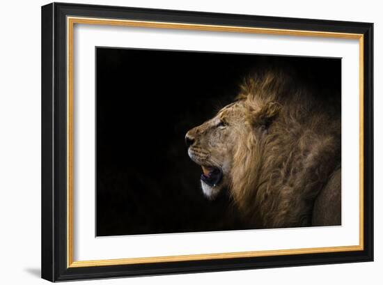 African lion in shadow (Leo panthera), Ngorongoro Crater, Tanzania, East Africa, Africa-Ashley Morgan-Framed Photographic Print