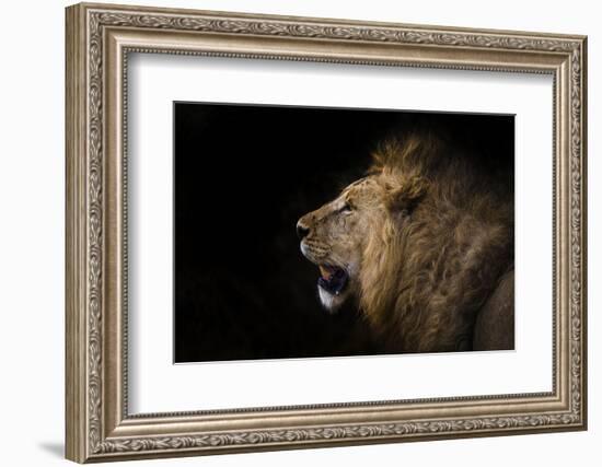 African lion in shadow (Leo panthera), Ngorongoro Crater, Tanzania, East Africa, Africa-Ashley Morgan-Framed Photographic Print