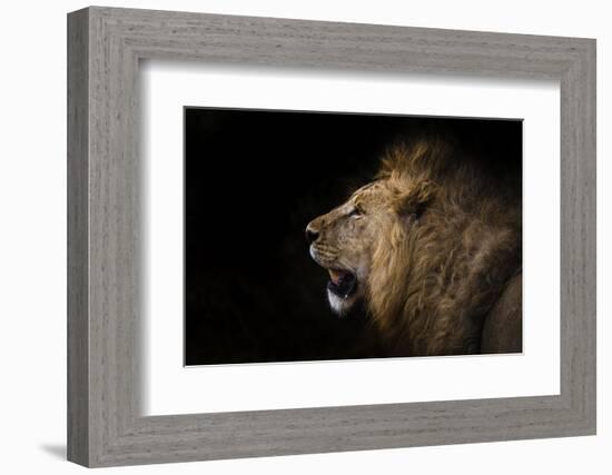 African lion in shadow (Leo panthera), Ngorongoro Crater, Tanzania, East Africa, Africa-Ashley Morgan-Framed Photographic Print