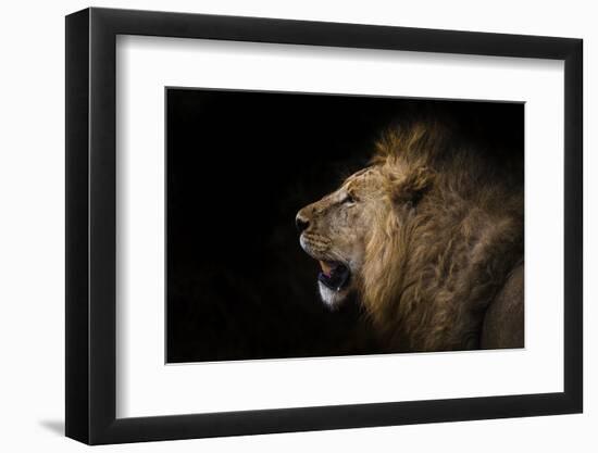 African lion in shadow (Leo panthera), Ngorongoro Crater, Tanzania, East Africa, Africa-Ashley Morgan-Framed Photographic Print