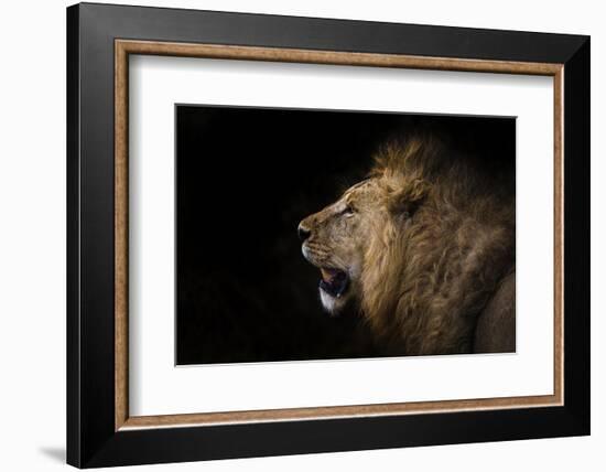 African lion in shadow (Leo panthera), Ngorongoro Crater, Tanzania, East Africa, Africa-Ashley Morgan-Framed Photographic Print