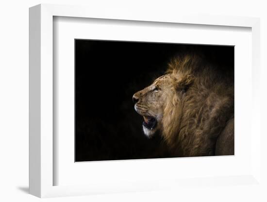 African lion in shadow (Leo panthera), Ngorongoro Crater, Tanzania, East Africa, Africa-Ashley Morgan-Framed Photographic Print