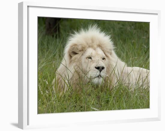 African Lion, Inkwenkwezi Private Game Reserve, East London, South Africa-Cindy Miller Hopkins-Framed Photographic Print