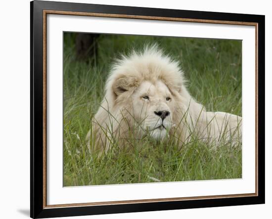 African Lion, Inkwenkwezi Private Game Reserve, East London, South Africa-Cindy Miller Hopkins-Framed Photographic Print