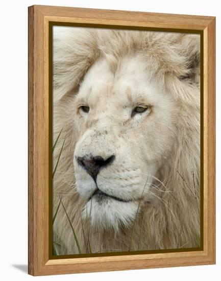 African Lion, Inkwenkwezi Private Game Reserve, East London, South Africa-Cindy Miller Hopkins-Framed Premier Image Canvas