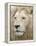 African Lion, Inkwenkwezi Private Game Reserve, East London, South Africa-Cindy Miller Hopkins-Framed Premier Image Canvas
