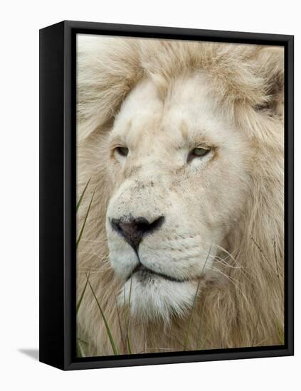 African Lion, Inkwenkwezi Private Game Reserve, East London, South Africa-Cindy Miller Hopkins-Framed Premier Image Canvas