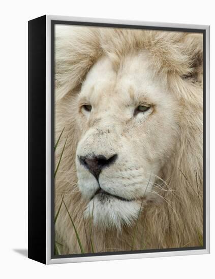 African Lion, Inkwenkwezi Private Game Reserve, East London, South Africa-Cindy Miller Hopkins-Framed Premier Image Canvas