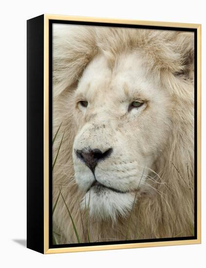 African Lion, Inkwenkwezi Private Game Reserve, East London, South Africa-Cindy Miller Hopkins-Framed Premier Image Canvas