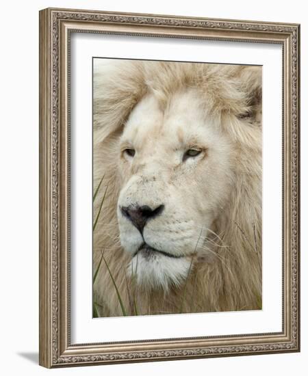 African Lion, Inkwenkwezi Private Game Reserve, East London, South Africa-Cindy Miller Hopkins-Framed Photographic Print