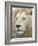 African Lion, Inkwenkwezi Private Game Reserve, East London, South Africa-Cindy Miller Hopkins-Framed Photographic Print