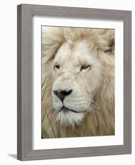 African Lion, Inkwenkwezi Private Game Reserve, East London, South Africa-Cindy Miller Hopkins-Framed Photographic Print