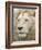 African Lion, Inkwenkwezi Private Game Reserve, East London, South Africa-Cindy Miller Hopkins-Framed Photographic Print