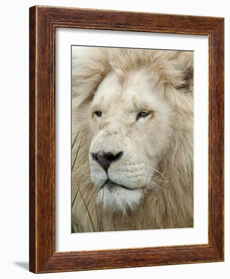 African Lion, Inkwenkwezi Private Game Reserve, East London, South Africa-Cindy Miller Hopkins-Framed Photographic Print