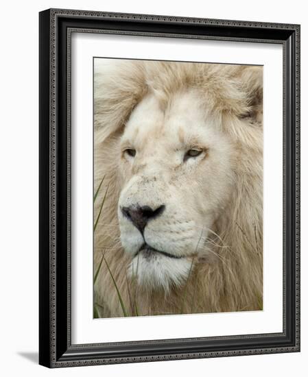 African Lion, Inkwenkwezi Private Game Reserve, East London, South Africa-Cindy Miller Hopkins-Framed Photographic Print