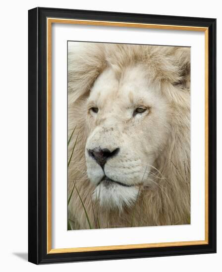 African Lion, Inkwenkwezi Private Game Reserve, East London, South Africa-Cindy Miller Hopkins-Framed Photographic Print