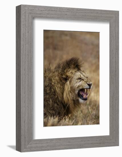 African lion (Leo panthera), Ngorongoro National Park, Tanzania, East Africa, Africa-Ashley Morgan-Framed Photographic Print