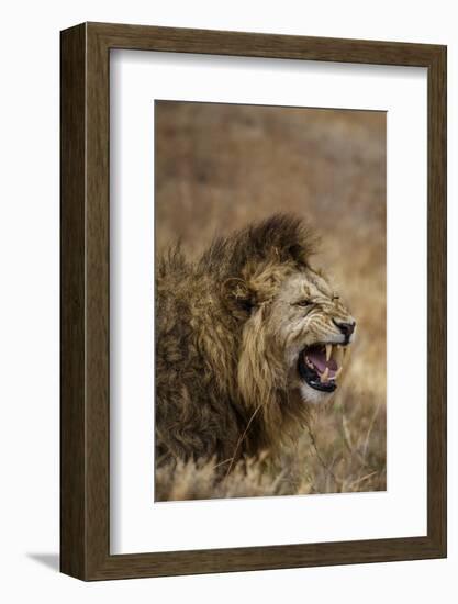 African lion (Leo panthera), Ngorongoro National Park, Tanzania, East Africa, Africa-Ashley Morgan-Framed Photographic Print