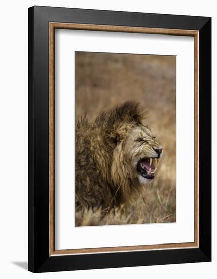 African lion (Leo panthera), Ngorongoro National Park, Tanzania, East Africa, Africa-Ashley Morgan-Framed Photographic Print