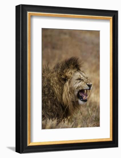 African lion (Leo panthera), Ngorongoro National Park, Tanzania, East Africa, Africa-Ashley Morgan-Framed Photographic Print