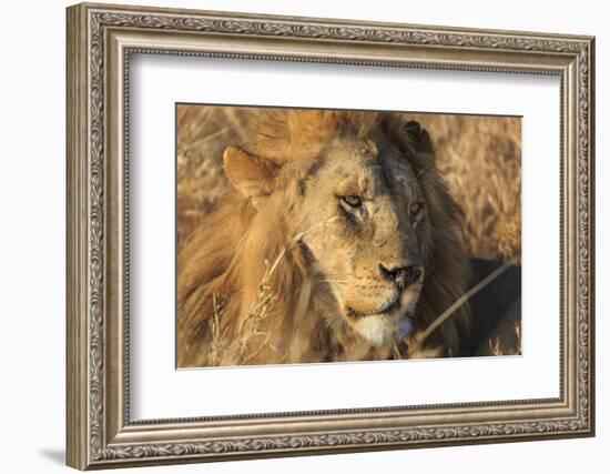 African lion (Leo panthera), Serengeti National Park, Tanzania, East Africa, Africa-Ashley Morgan-Framed Photographic Print