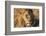 African lion (Leo panthera), Serengeti National Park, Tanzania, East Africa, Africa-Ashley Morgan-Framed Photographic Print