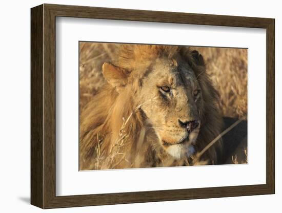 African lion (Leo panthera), Serengeti National Park, Tanzania, East Africa, Africa-Ashley Morgan-Framed Photographic Print