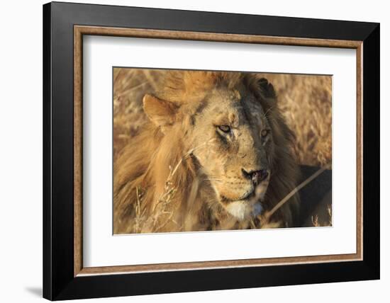 African lion (Leo panthera), Serengeti National Park, Tanzania, East Africa, Africa-Ashley Morgan-Framed Photographic Print