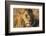 African lion (Leo panthera), Serengeti National Park, Tanzania, East Africa, Africa-Ashley Morgan-Framed Photographic Print