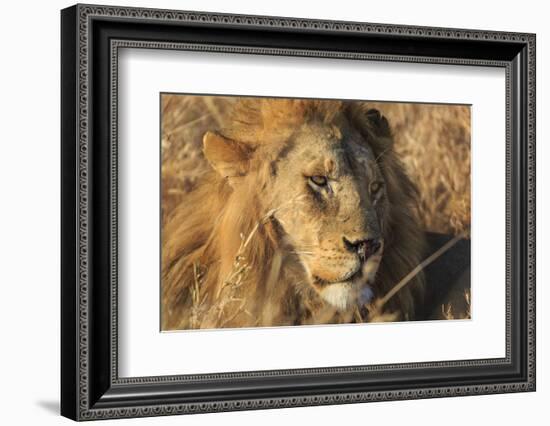 African lion (Leo panthera), Serengeti National Park, Tanzania, East Africa, Africa-Ashley Morgan-Framed Photographic Print