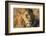 African lion (Leo panthera), Serengeti National Park, Tanzania, East Africa, Africa-Ashley Morgan-Framed Photographic Print