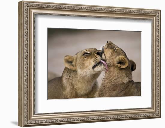 African lion lioness licking cub, Sabi Sand GR, South Africa-Christophe Courteau-Framed Photographic Print