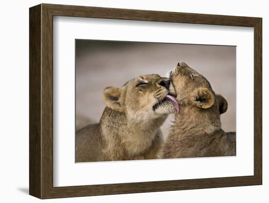 African lion lioness licking cub, Sabi Sand GR, South Africa-Christophe Courteau-Framed Photographic Print