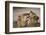 African lion lioness licking cub, Sabi Sand GR, South Africa-Christophe Courteau-Framed Photographic Print