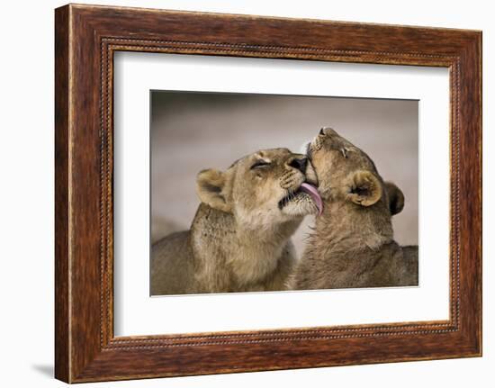 African lion lioness licking cub, Sabi Sand GR, South Africa-Christophe Courteau-Framed Photographic Print