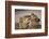 African lion lioness licking cub, Sabi Sand GR, South Africa-Christophe Courteau-Framed Photographic Print